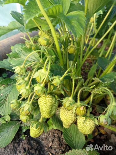 Рассада клубники