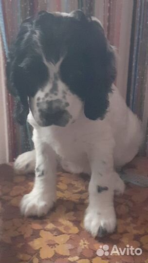 Щенки русского спаниеля