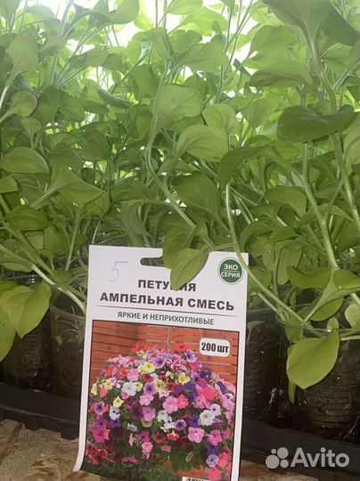 Рассада петунии ампельной,кустовой и лобелии