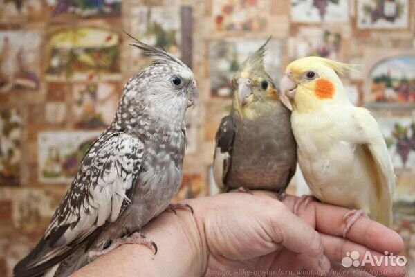 Молодые птенцы Кореллы