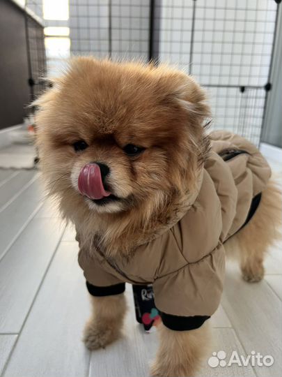 Курта для собак