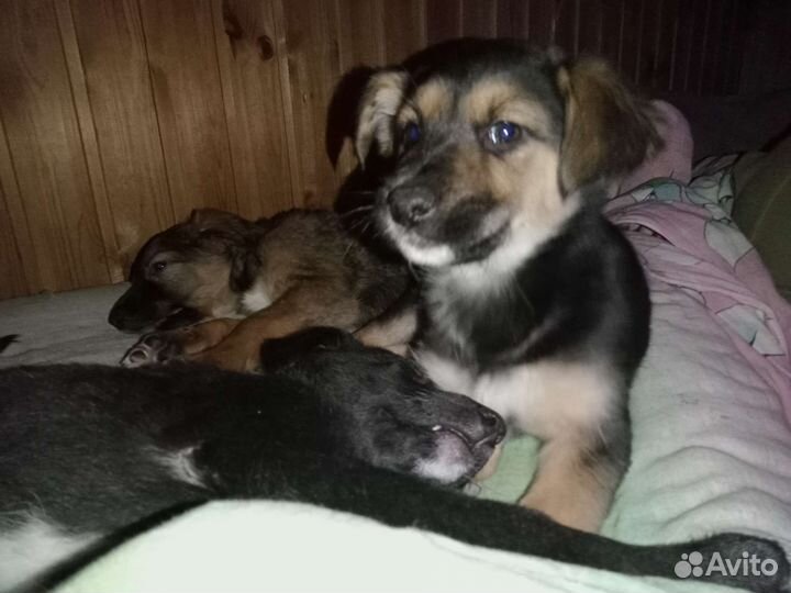 Собака в добрые руки щенок