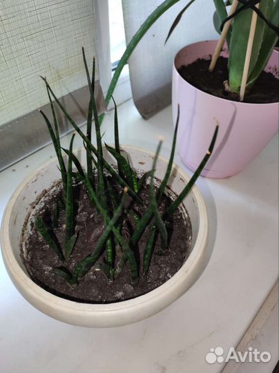 Домашние цветы бесплатно