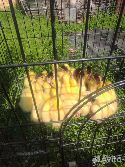 Индюки и индоутята