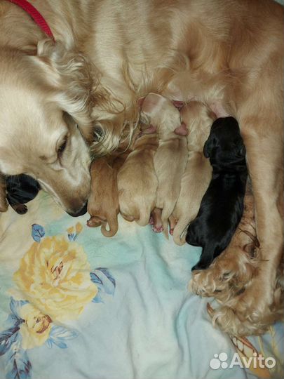 Собаки кокер спаниель