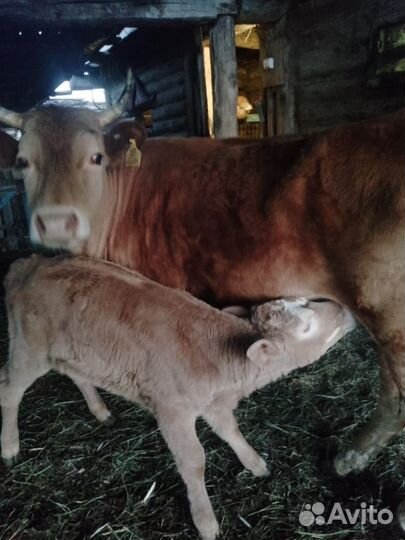 Телята бычки