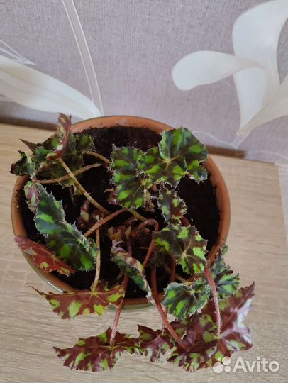 Тигровая бегония