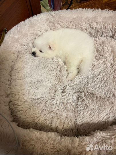 Щенки шпица мини