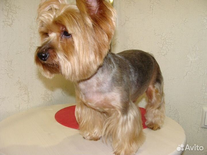 Стрижка собак