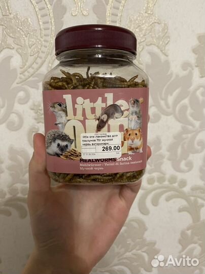 Мучной червь