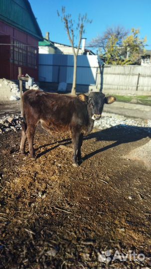 Телята бычки