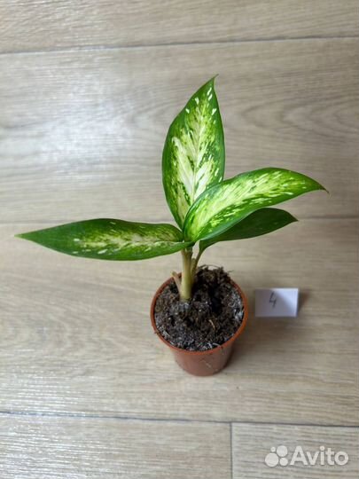 Диффенбахия Стар Брайт (Dieffenbachia Star Bright)