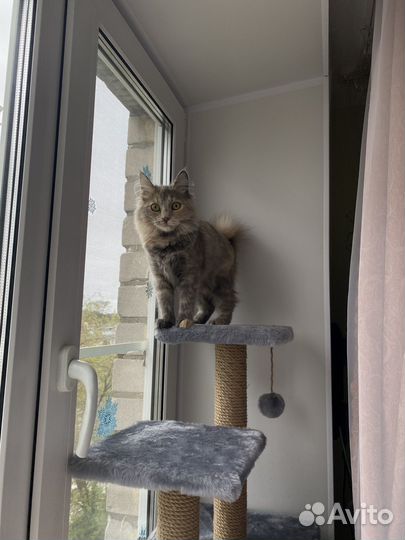 Вязка, ищем котика