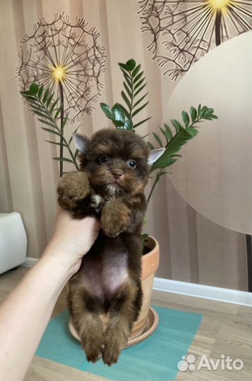 Шоколадный йорк девочка яркая