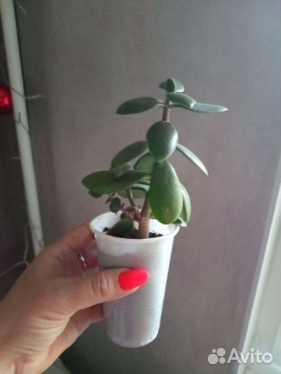 Толстянка. Денежное дерево