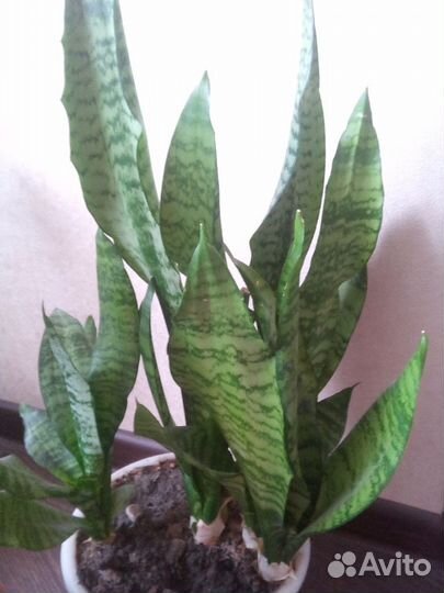 Щучий хвост