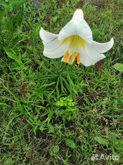 Цветы лилии садовые