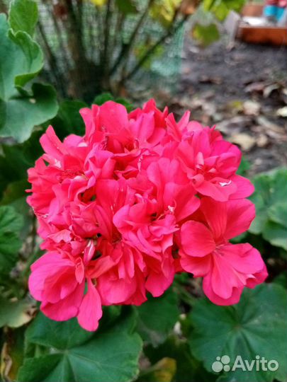 Пеларгония герань