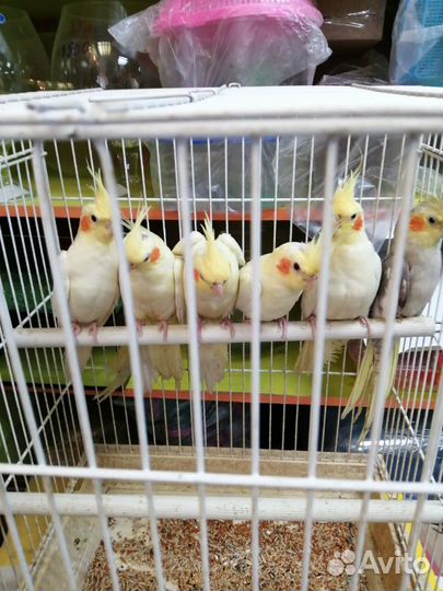 Попугай карелла нимфа, розелла,ручная волна