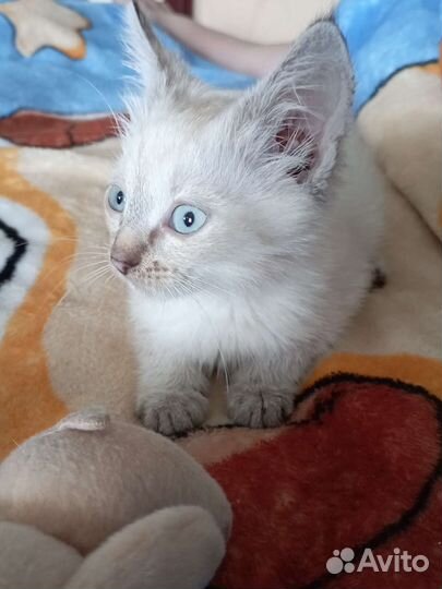 Сиамская кошка