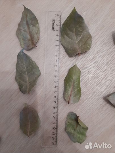 Сухие листья