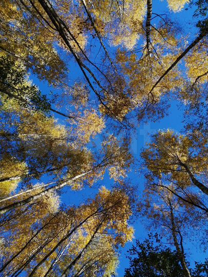 Участок 5,4 га (СНТ, ДНП)