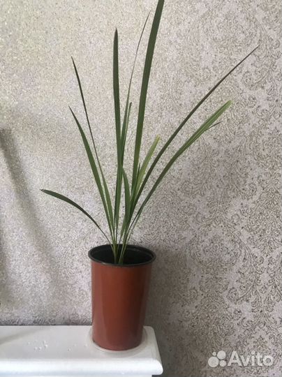 Комнатные цветы пальма финиковая