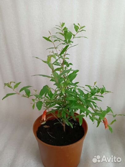 Гранат комнатный с цветами и плодами