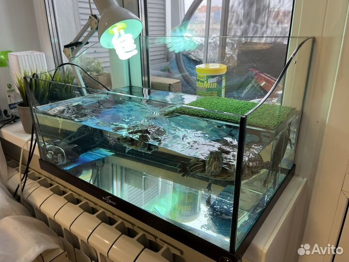 Террариум аквариум с красноухими черепахами