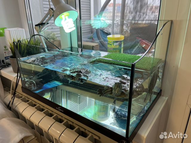 Террариум аквариум с красноухими черепахами