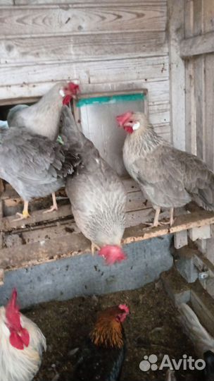 Куры Леггорн Изобель