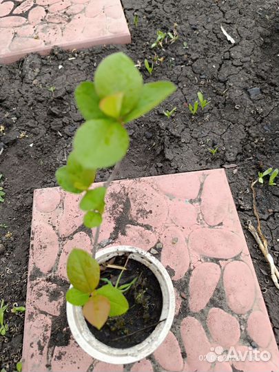 Черноплодная рябина