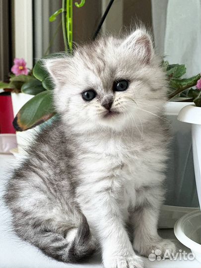 Пушистое чудо