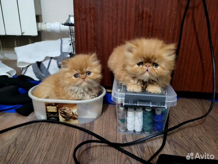 Персидские котята