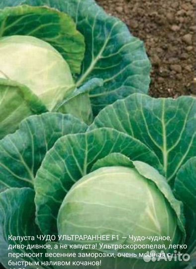 Рассада ранней капусты