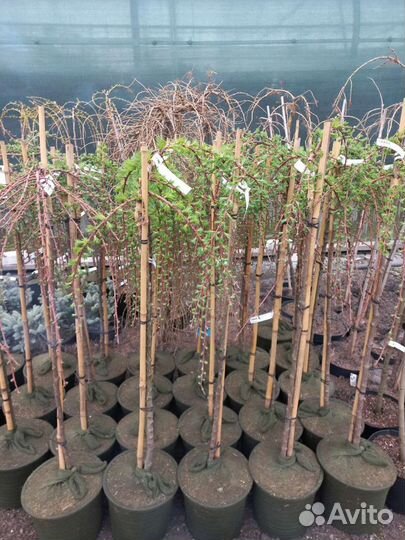 Лиственница Кемпфера 