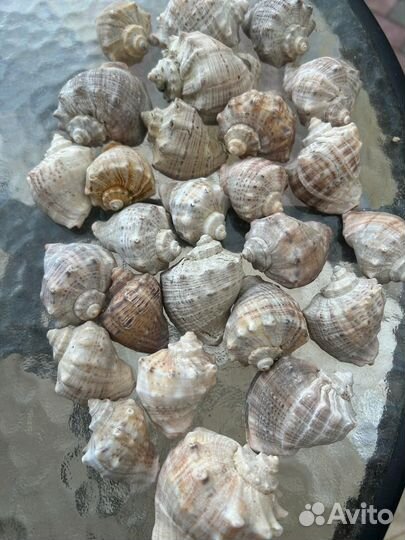 Ракушка Черноморского рапана