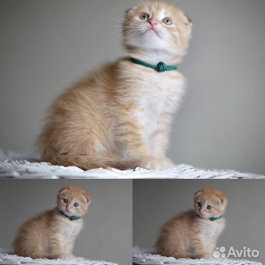 Шотландский вислоухий котенок мальчик