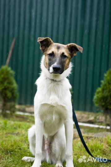 Отдам из Приюта в добрые руки собаку