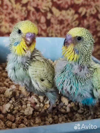 Чех, ввп Волнистый попугай ручной Подарок