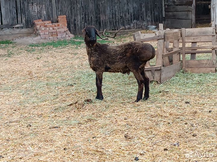 Продаю баранов