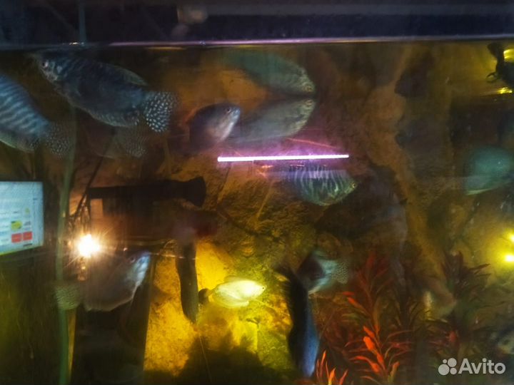 Аквариумные рыбки гурами