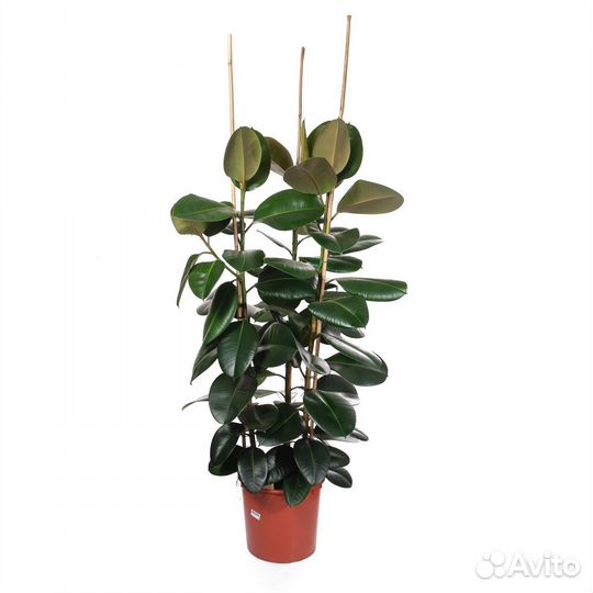 Горшечные растения