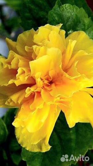 Гибискус Koenig - укорененные черенки