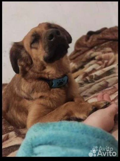 Собака Вечный двигатель