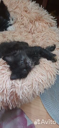 Маленькая кошечка