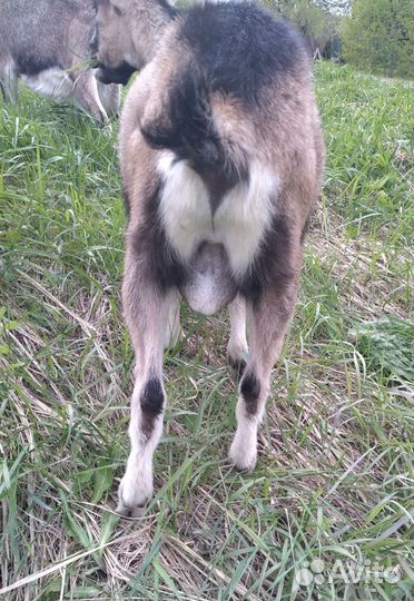 Козел альпиец чп