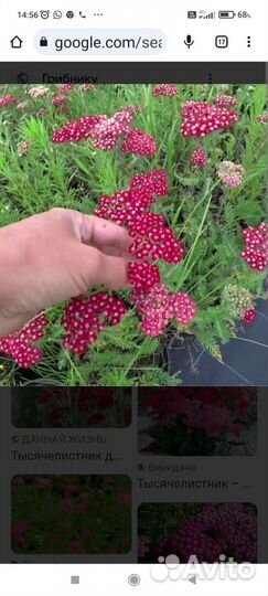 Вербенник того