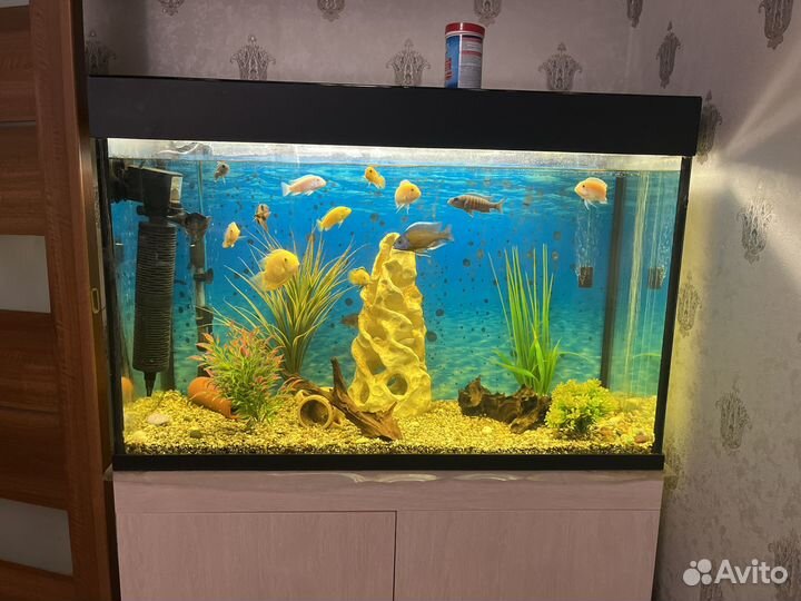 Аквариум с тумбой, рыбками и всем содержимым