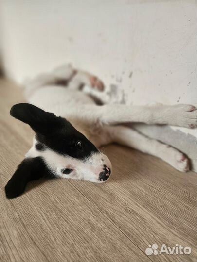 Помесь лабрадора в добрые руки